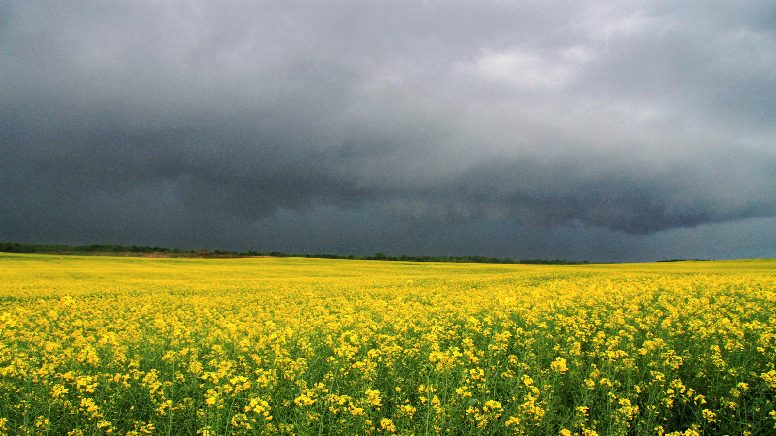 Embracing Cloud Phone System for Business Continuity Through Inclement Weather 